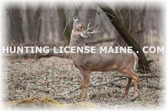 hunting license maine header